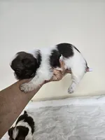 AKC Basil Liver Chocolate, a female Shih Tzu for sale in Algonquin, IL – Photo 4 of 6