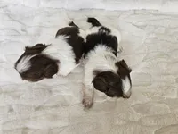 AKC Basil Liver Chocolate, a female Shih Tzu for sale in Algonquin, IL – Photo 6 of 6