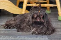 Grant, a male Shih Tzu for sale in Algonquin, IL – 7 of 7