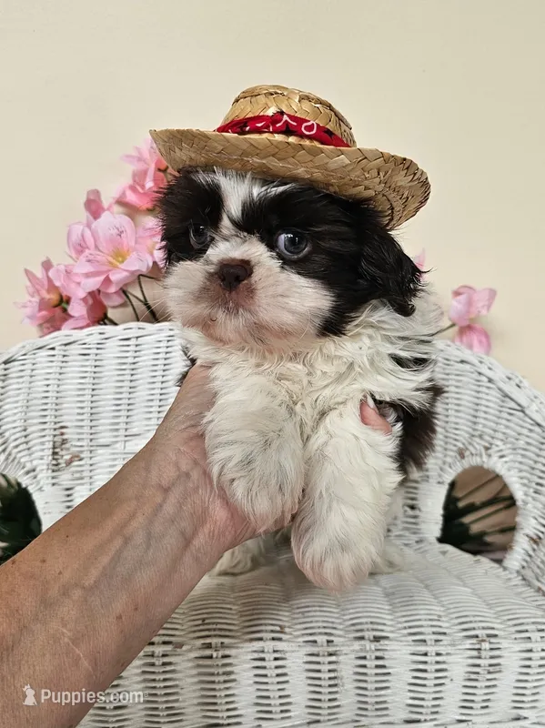 Gordon – Shih Tzu puppy for sale in Algonquin, IL