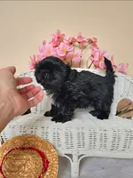 Grant, a male Shih Tzu for sale in Algonquin, IL – 3 of 7