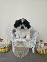 Daisy AKC Black n White, a female Shih Tzu for sale in Algonquin, IL – Photo 2 of 10