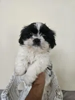 Daisy AKC Black n White, a female Shih Tzu for sale in Algonquin, IL – Photo 3 of 10