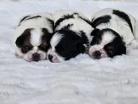 Daisy AKC Black n White, a female Shih Tzu for sale in Algonquin, IL – Photo 10 of 10