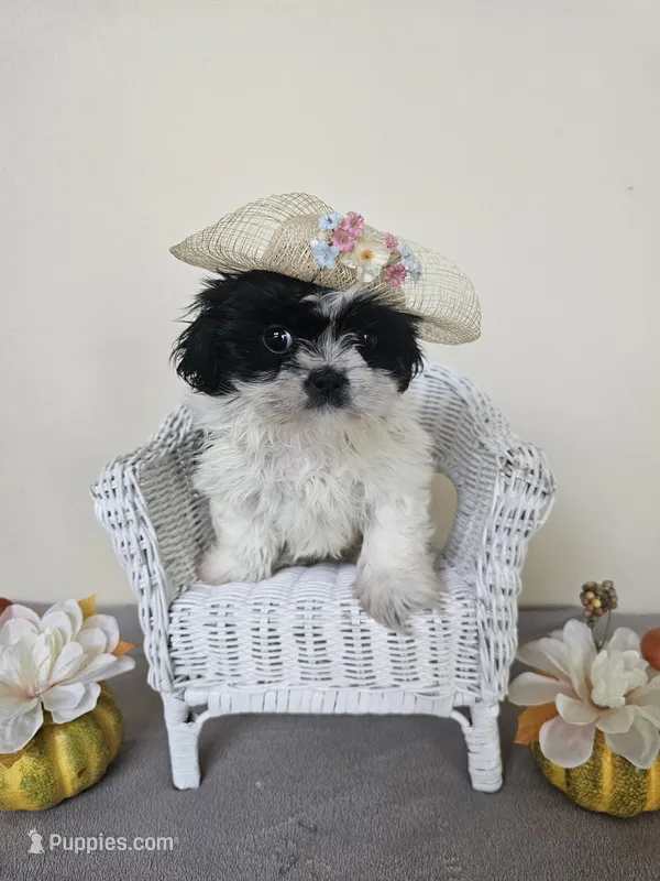 Daisy AKC Black n White