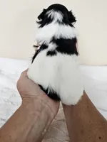 Daisy AKC Black n White, a female Shih Tzu for sale in Algonquin, IL – Photo 9 of 10