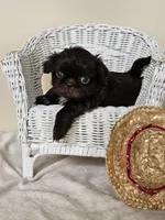 Cocao, a male Shih Tzu for sale in Algonquin, IL – Photo 1 of 7