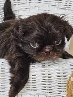 Cocao, a male Shih Tzu for sale in Algonquin, IL – Photo 4 of 7