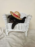 Cocao, a male Shih Tzu for sale in Algonquin, IL – Photo 7 of 7