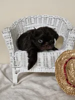 Cocao, a male Shih Tzu for sale in Algonquin, IL – Photo 3 of 7