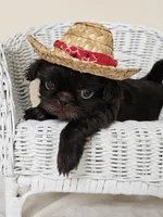 Cocao, a male Shih Tzu for sale in Algonquin, IL – Photo 2 of 7