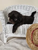 Cocao, a male Shih Tzu for sale in Algonquin, IL – Photo 6 of 7