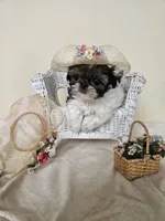 AKC Chrissy Red Parti, a female Shih Tzu for sale in Algonquin, IL – Photo 3 of 6