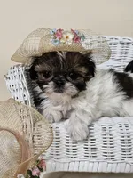 AKC Chrissy Red Parti, a female Shih Tzu for sale in Algonquin, IL – Photo 5 of 6