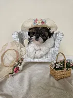 AKC Chrissy Red Parti, a female Shih Tzu for sale in Algonquin, IL – Photo 4 of 6