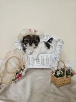 AKC Chrissy Red Parti, a female Shih Tzu for sale in Algonquin, IL – Photo 1 of 6