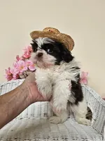 Gordon, a male Shih Tzu for sale in Algonquin, IL – 6 of 6
