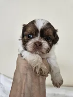 AKC Barbie Liver Red, a female Shih Tzu for sale in Algonquin, IL – Photo 4 of 8