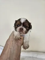 AKC Barbie Liver Red, a female Shih Tzu for sale in Algonquin, IL – Photo 3 of 8