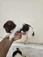 AKC Barbie Liver Red, a female Shih Tzu for sale in Algonquin, IL – Photo 5 of 8