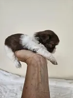 AKC Barbie Liver Red, a female Shih Tzu for sale in Algonquin, IL – Photo 2 of 8