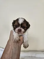 AKC Barbie Liver Red, a female Shih Tzu for sale in Algonquin, IL – Photo 7 of 8