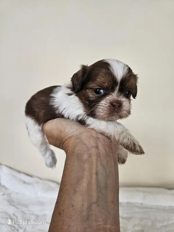 AKC Barbie Liver Red