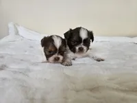 AKC Barbie Liver Red, a female Shih Tzu for sale in Algonquin, IL – Photo 6 of 8