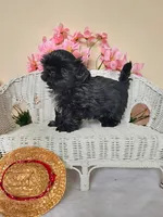 Grant, a male Shih Tzu for sale in Algonquin, IL – 4 of 7
