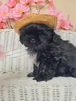 Grant, a male Shih Tzu for sale in Algonquin, IL – 5 of 7
