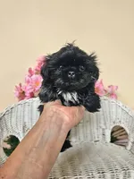 Grant, a male Shih Tzu for sale in Algonquin, IL – 6 of 7