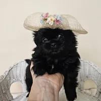 AKC Becky Black, a female Shih Tzu for sale in Algonquin, IL – Photo 5 of 7