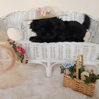 AKC Becky Black, a female Shih Tzu for sale in Algonquin, IL – Photo 7 of 7