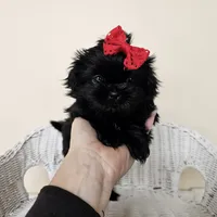 AKC Becky Black, a female Shih Tzu for sale in Algonquin, IL – Photo 2 of 7