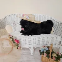 AKC Becky Black, a female Shih Tzu for sale in Algonquin, IL – Photo 3 of 7