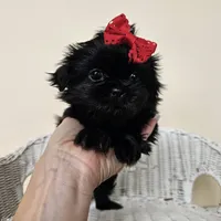 AKC Becky Black, a female Shih Tzu for sale in Algonquin, IL – Photo 1 of 7