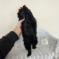 AKC Becky Black, a female Shih Tzu for sale in Algonquin, IL – Photo 6 of 7