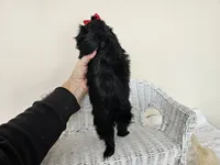 AKC Becky Black, a female Shih Tzu for sale in Algonquin, IL – Photo 6 of 7