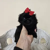 AKC Becky Black, a female Shih Tzu for sale in Algonquin, IL – Photo 4 of 7