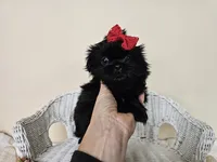 AKC Becky Black, a female Shih Tzu for sale in Algonquin, IL – Photo 4 of 7