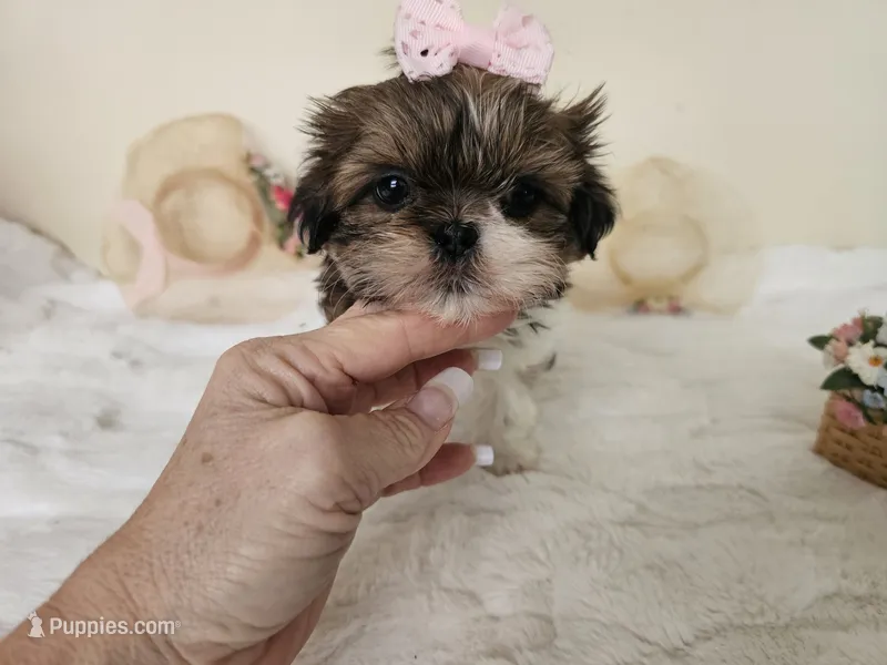 AKC Brielle Red Parti