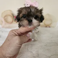 AKC Brielle Red Parti, a female Shih Tzu for sale in Algonquin, IL – Photo 1 of 10