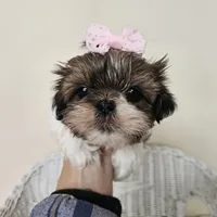 AKC Brielle Red Parti, a female Shih Tzu for sale in Algonquin, IL – Photo 9 of 10