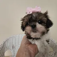 AKC Brielle Red Parti, a female Shih Tzu for sale in Algonquin, IL – Photo 3 of 10