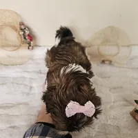 AKC Brielle Red Parti, a female Shih Tzu for sale in Algonquin, IL – Photo 8 of 10