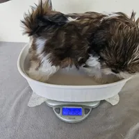 AKC Brielle Red Parti, a female Shih Tzu for sale in Algonquin, IL – Photo 10 of 10