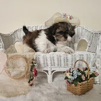 AKC Brielle Red Parti, a female Shih Tzu for sale in Algonquin, IL – Photo 5 of 10