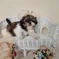 AKC Brielle Red Parti, a female Shih Tzu for sale in Algonquin, IL – Photo 2 of 10