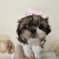 AKC Brielle Red Parti, a female Shih Tzu for sale in Algonquin, IL – Photo 4 of 10