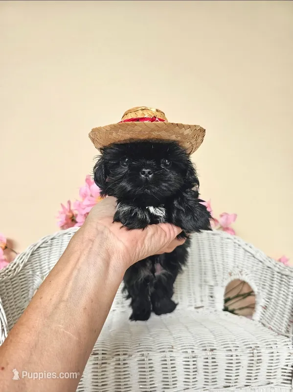 Grant – Shih Tzu puppy on hold in Algonquin, IL